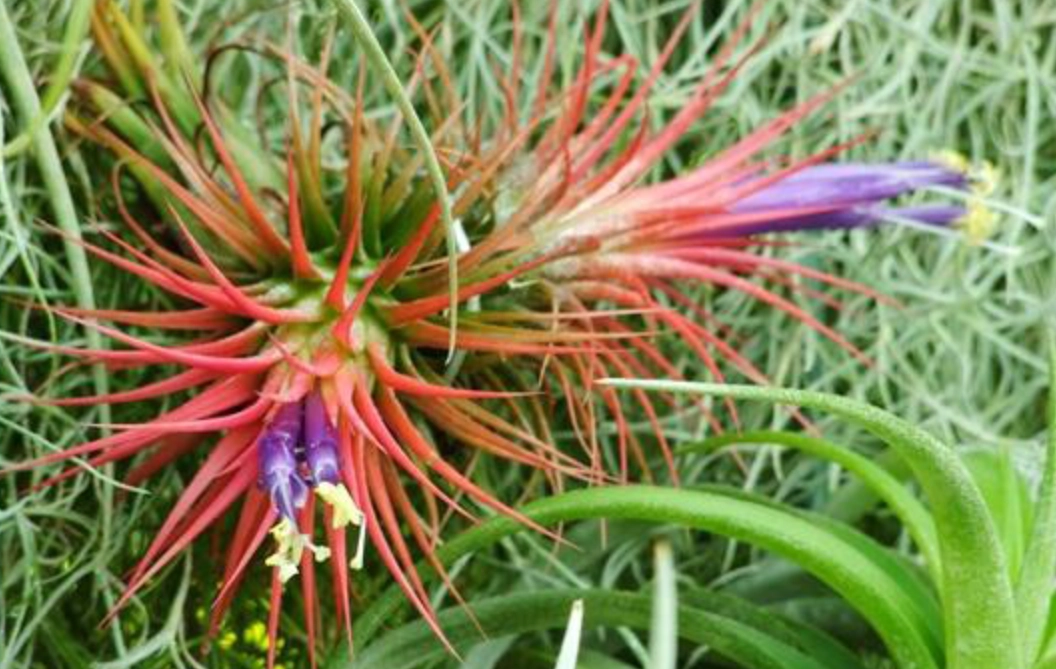 空氣鳳梨開花後處理