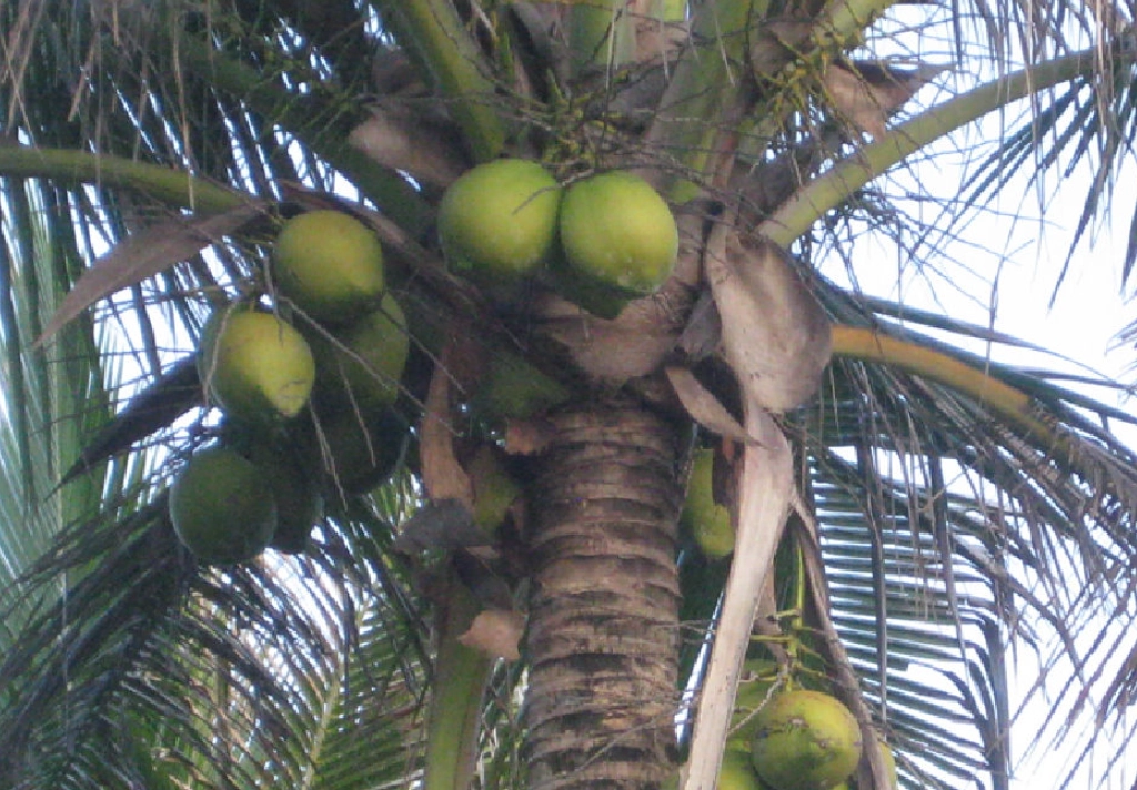 單子葉植物 特徵