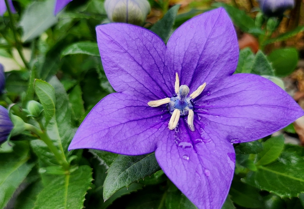 桔梗 貓 有毒 桔梗 貓 有毒