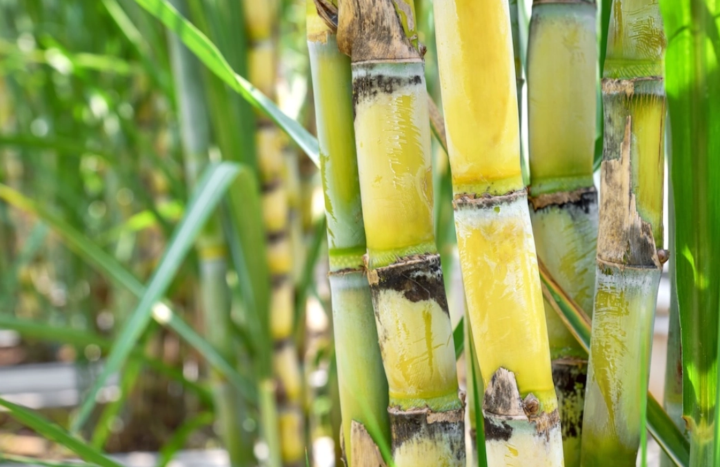 甘蔗 根系 甘蔗 根系