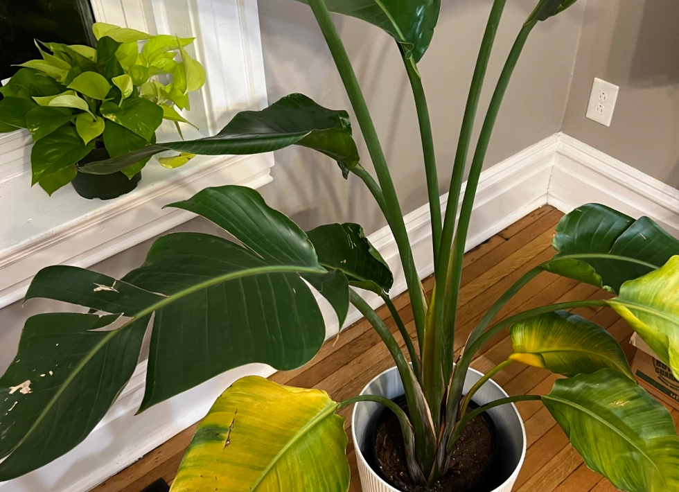 天堂鳥 多久澆一次水