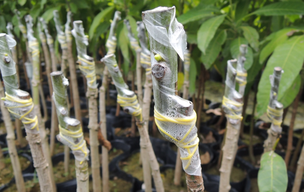 芒果嫁接成功率