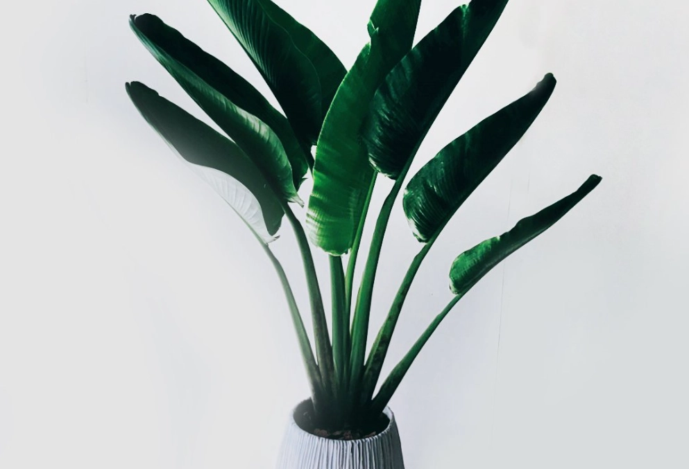 狗安全植物 狗安全植物