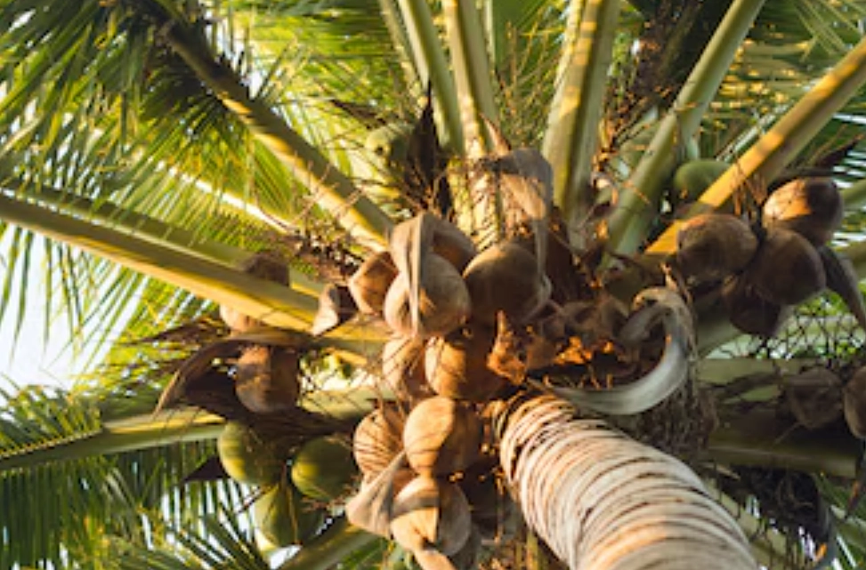 平行脈 網狀脈 區別