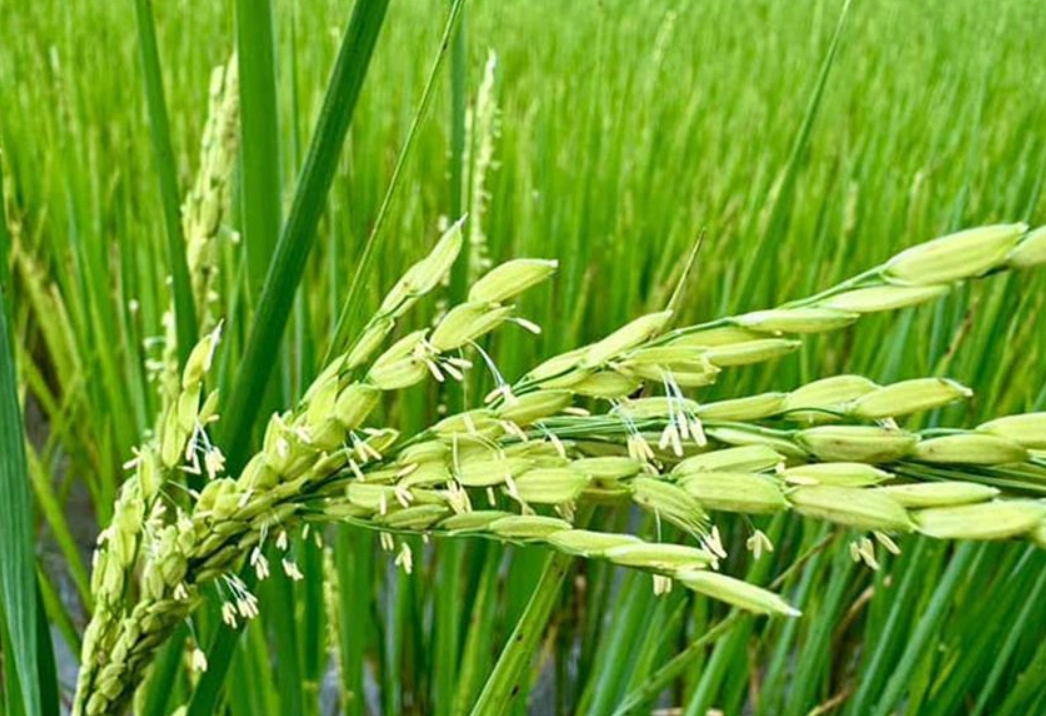 水稻栽培管理