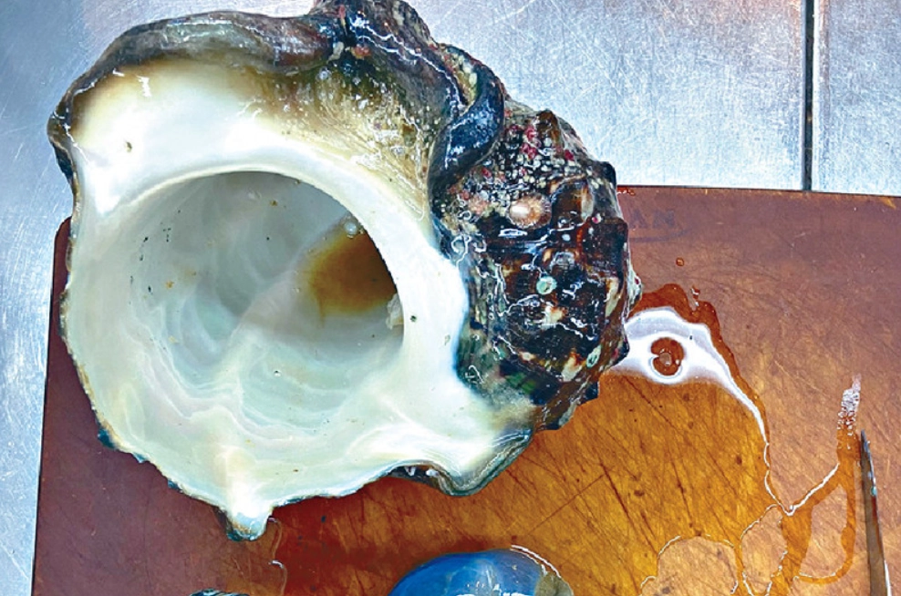 夜光貝殼 台灣 入境