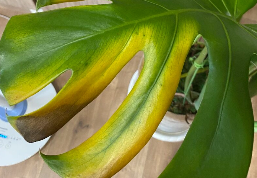 龜背芋 照顧 龜背芋 照顧