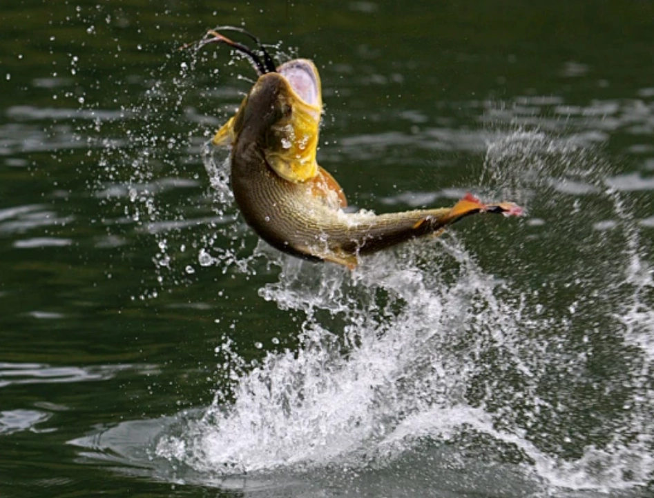夢見魚跳出水面 夢見魚跳出水面