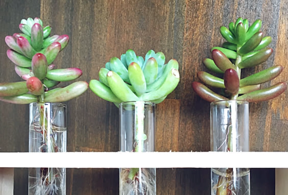 水耕 多肉 植物 水耕 多肉 植物