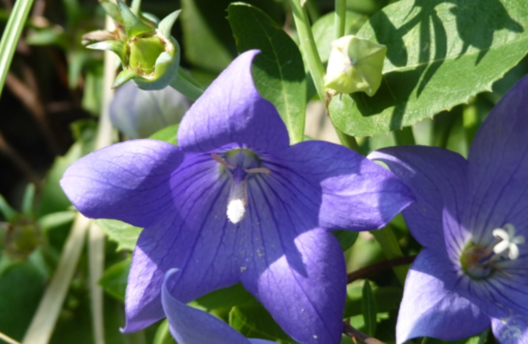 貓咪 中毒 植物 貓咪 中毒 植物