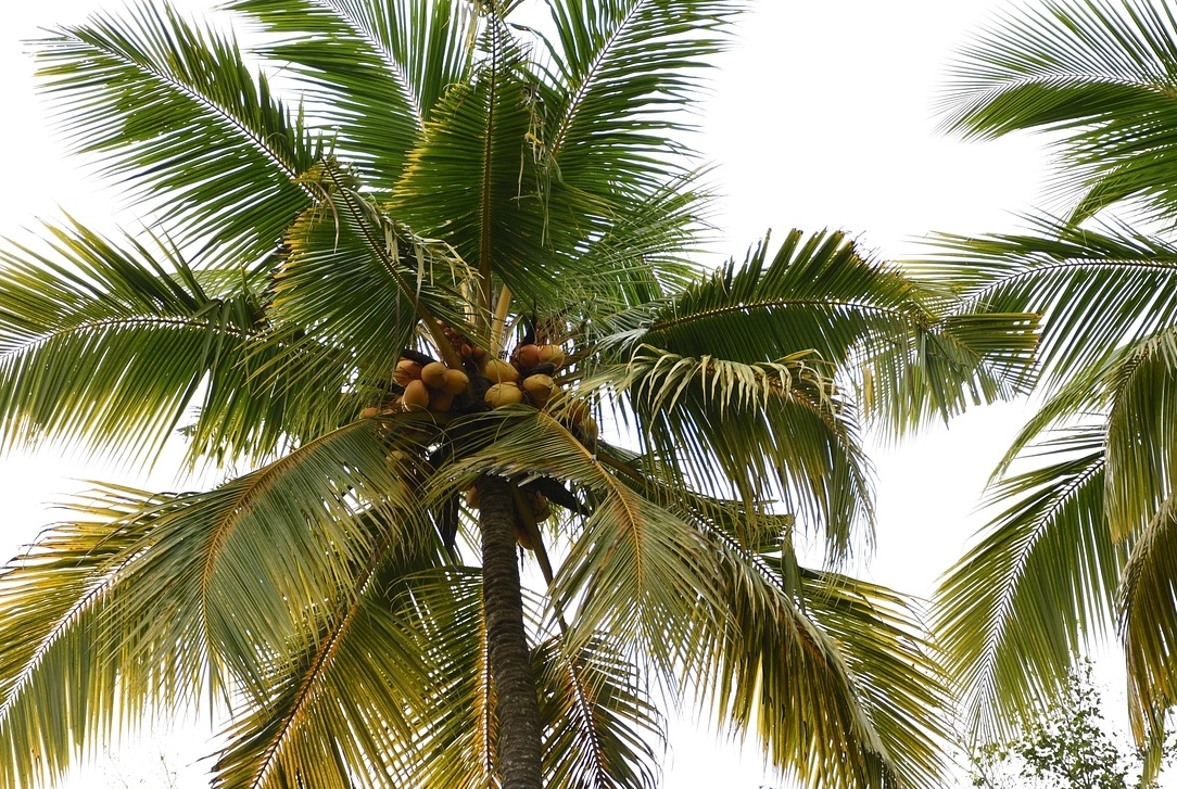 平行脈 網狀脈 區別
