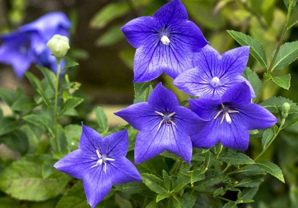 寵物 安全 花卉 寵物 安全 花卉