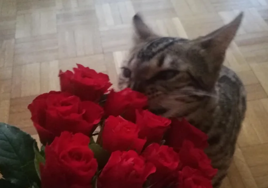 貓咪 花香 安全