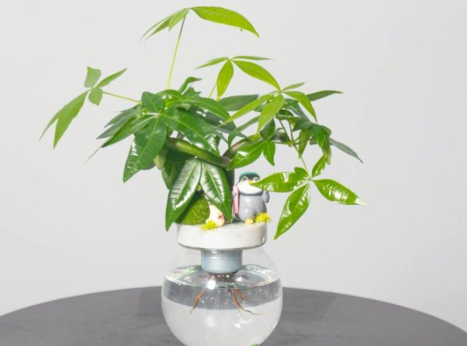 發財樹 水培