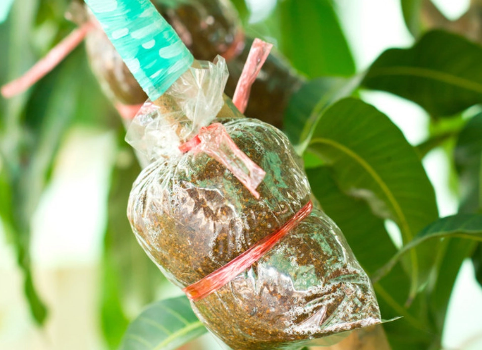 愛文芒果品種改良