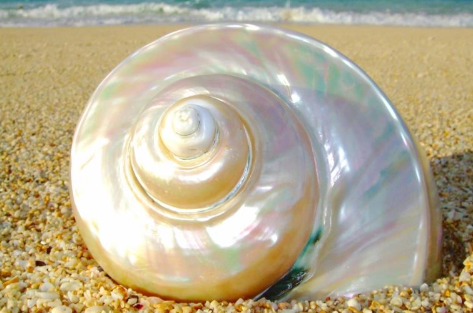 海關 禁止 入境 物品