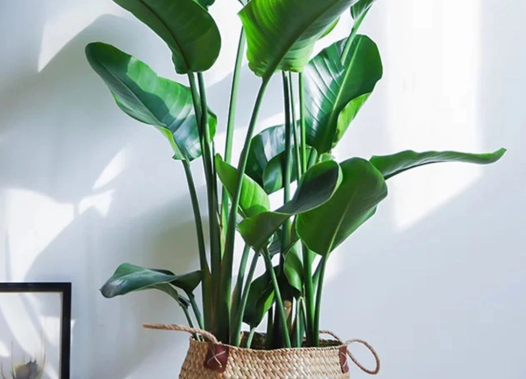 天堂鳥 葉子捲曲