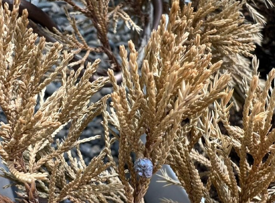 柏樹病害 柏樹病害