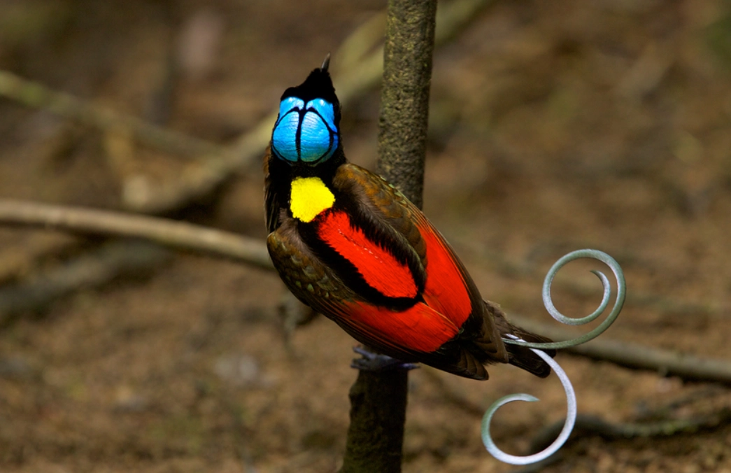 華美天堂鳥飼養 華美天堂鳥飼養