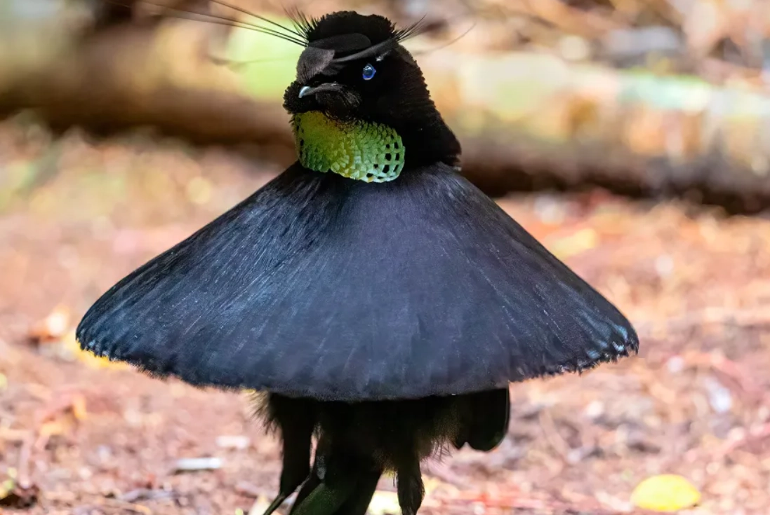 六線黑枕藍鶲 辨識