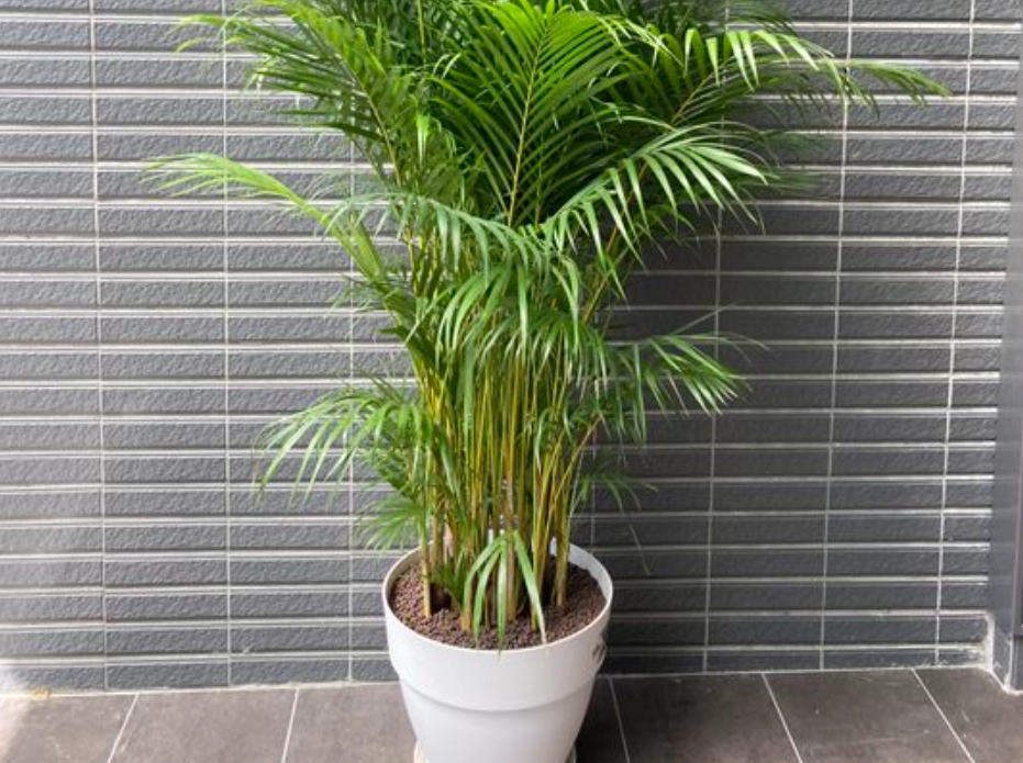 狗安全植物 狗安全植物