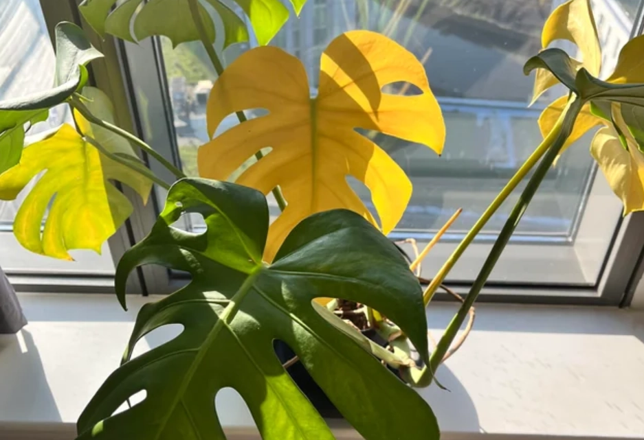 龜背芋 葉黃 原因 龜背芋 葉黃 原因