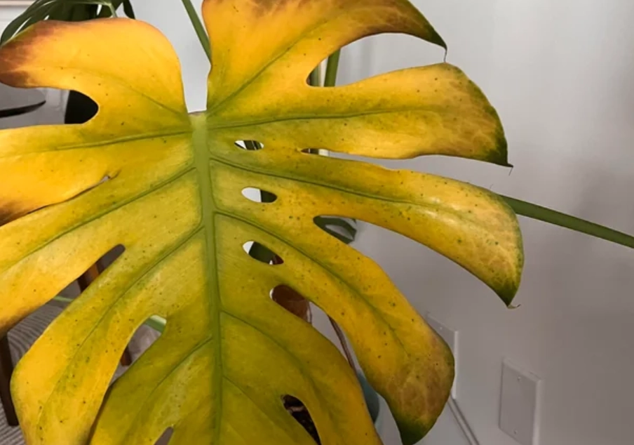 龜背芋 葉黃 原因 龜背芋 葉黃 原因