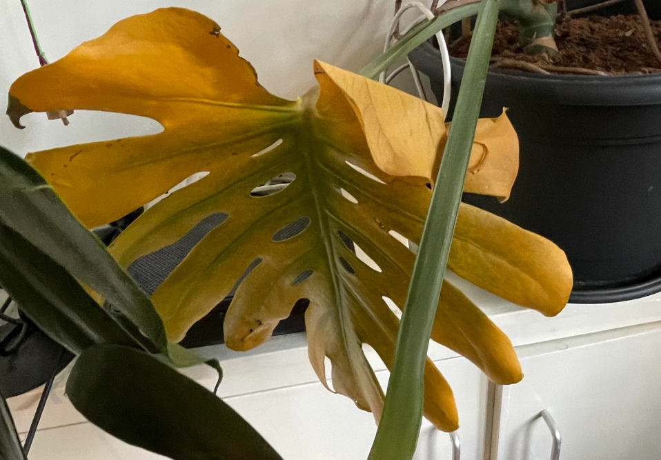 龜背芋 葉子 黃 龜背芋 葉子 黃