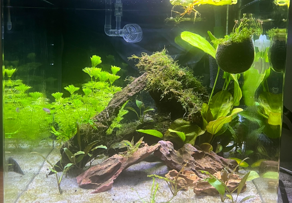 魚不見了怎麼辦