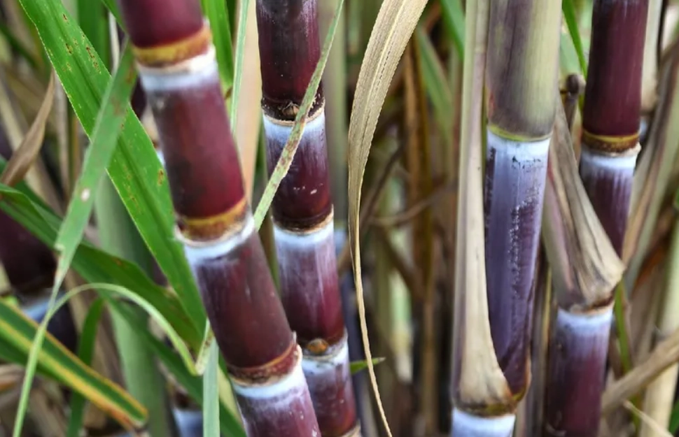甘蔗 根系 甘蔗 根系