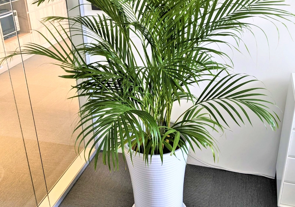 Areca vestiaria Areca vestiaria