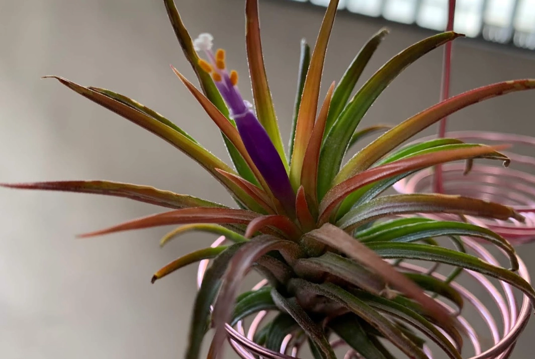 空氣鳳梨 小精靈 品種