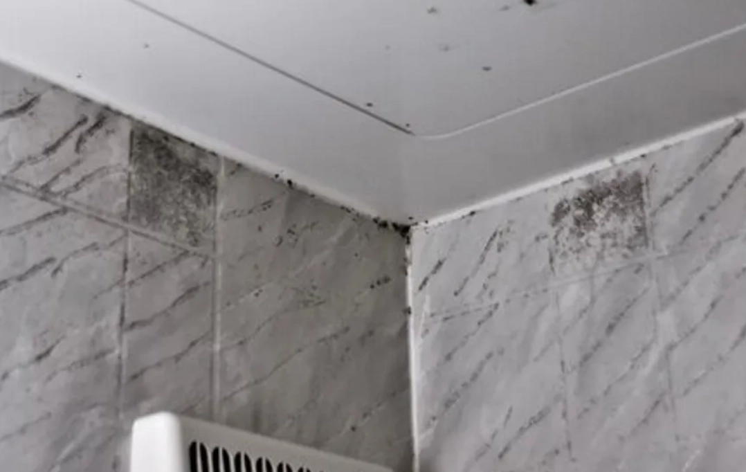 天花板霉菌去除