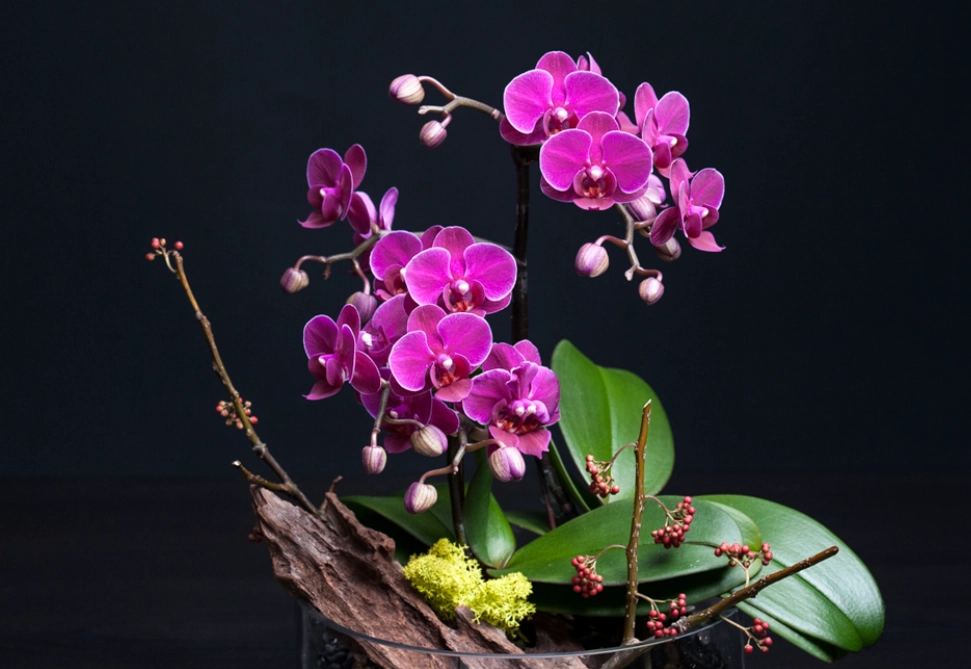 蘭花病蟲害防治