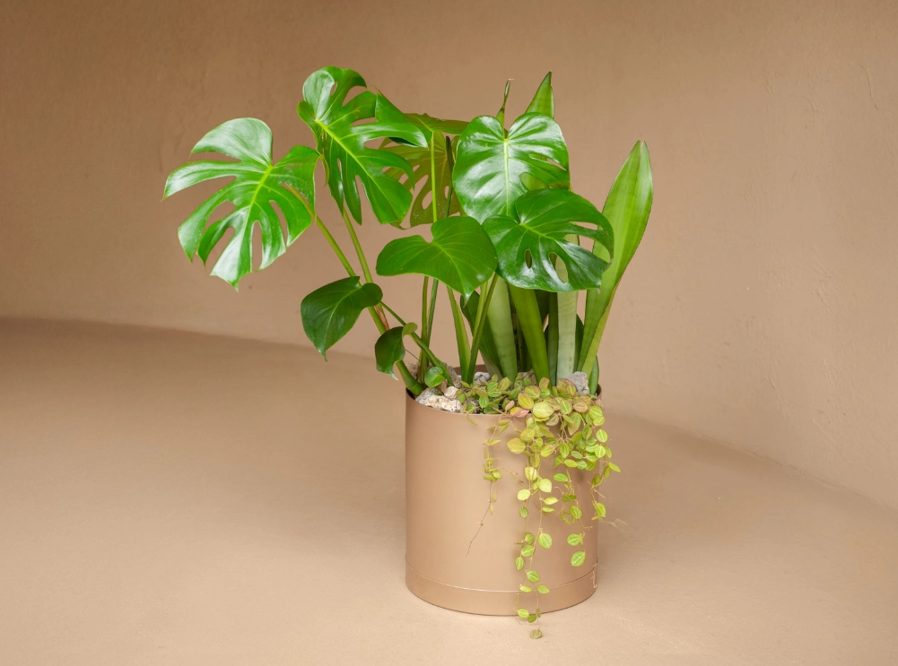 龜背芋 貓 有毒