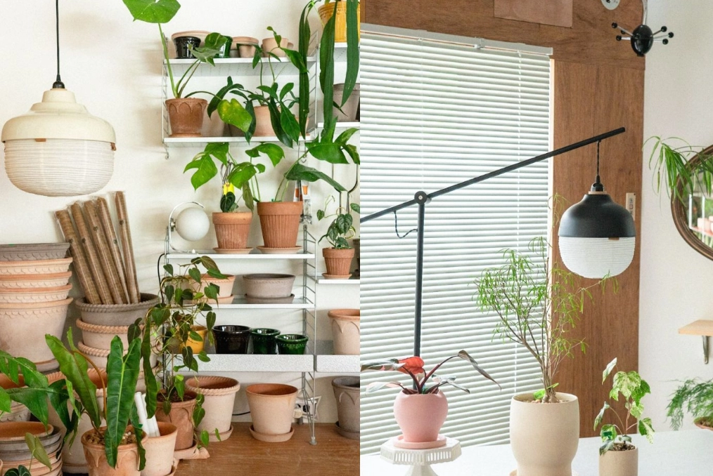 居家綠植