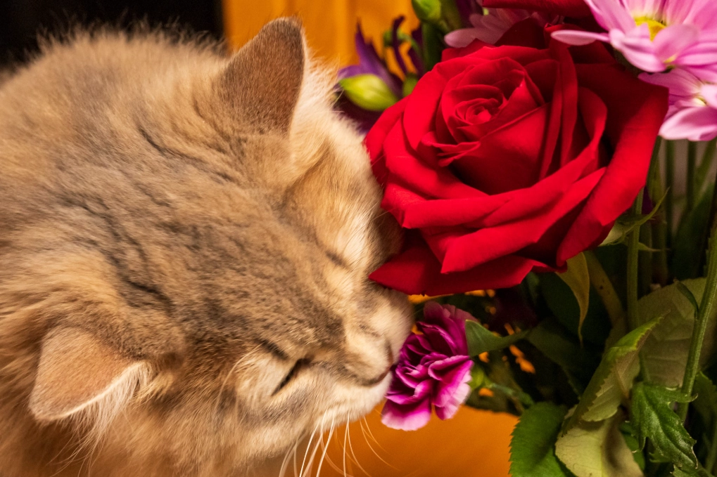 貓咪 玫瑰 有毒