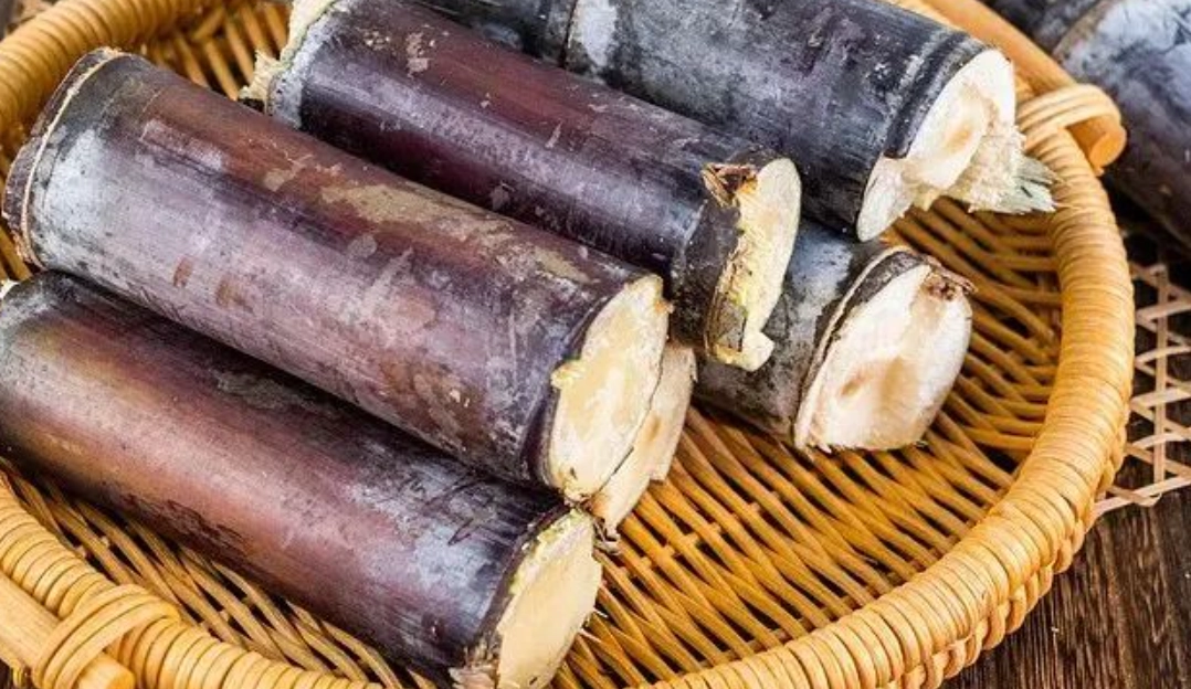 甘蔗 種植 根系管理 甘蔗 種植 根系管理