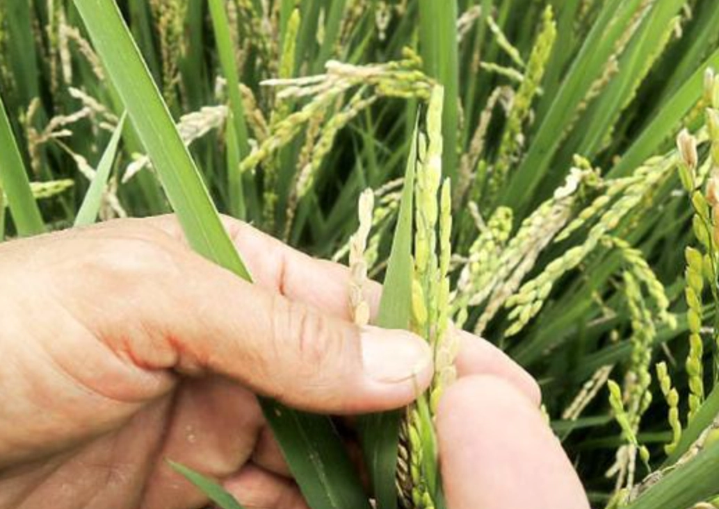 稻穗形成期