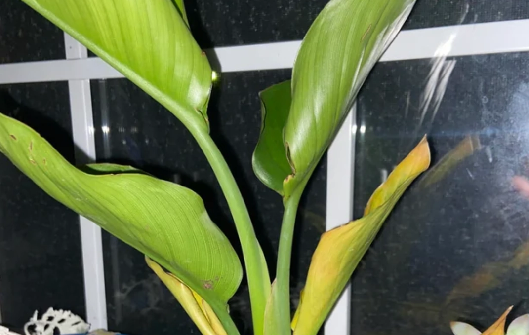 天堂鳥 葉子捲曲