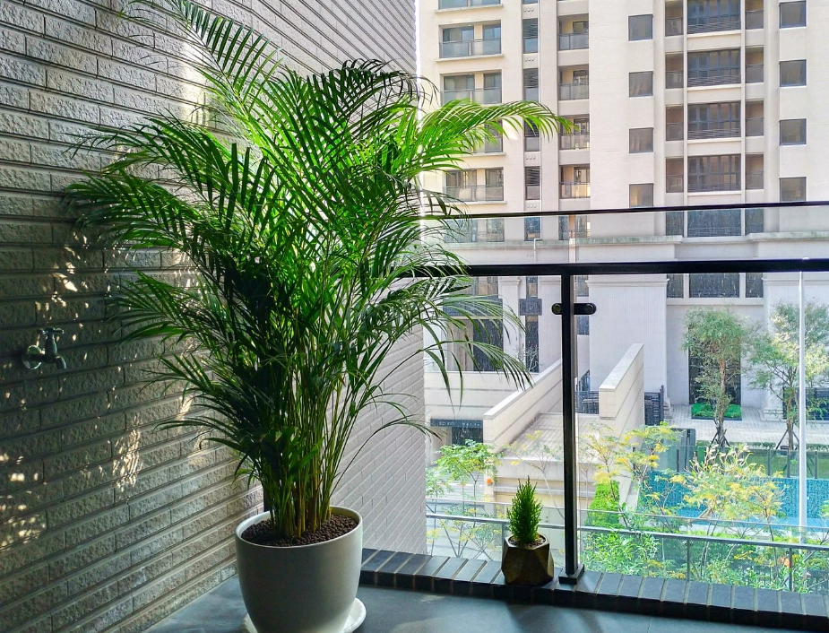 狗安全植物 狗安全植物