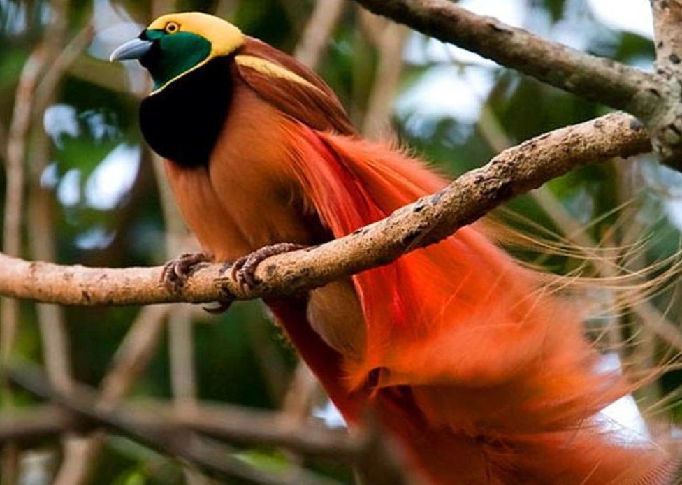 天堂鳥照顧 天堂鳥照顧