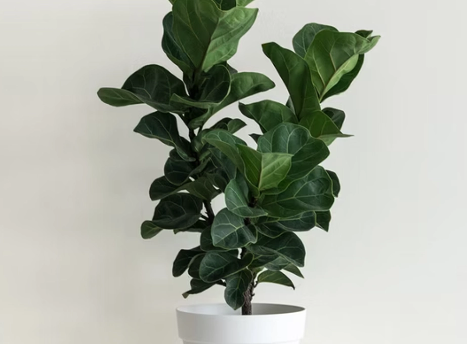 寵物友善大型盆栽 寵物友善大型盆栽