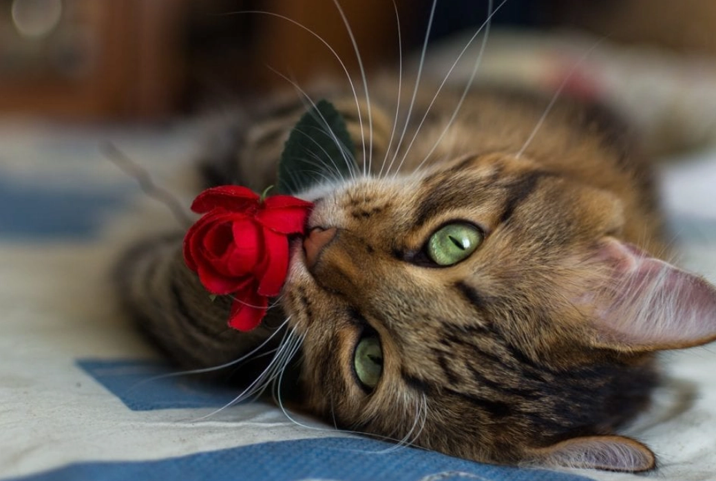 貓咪 花香 安全