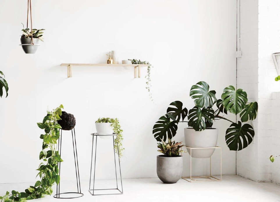 居家綠植