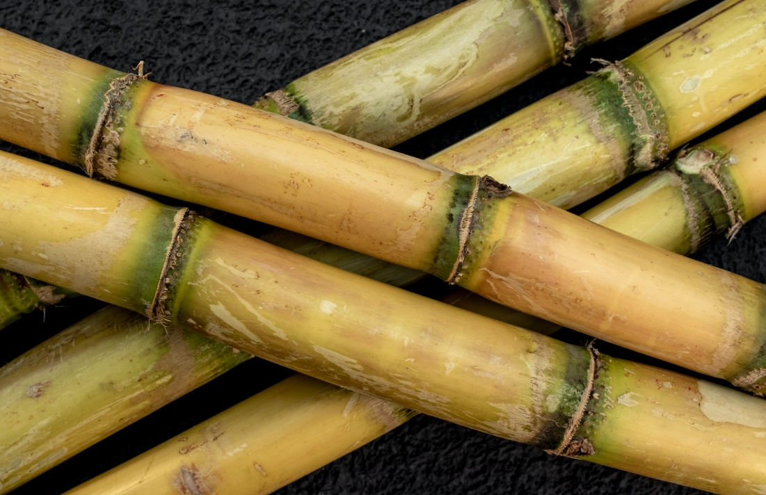 甘蔗 是主根還是須根 甘蔗 是主根還是須根