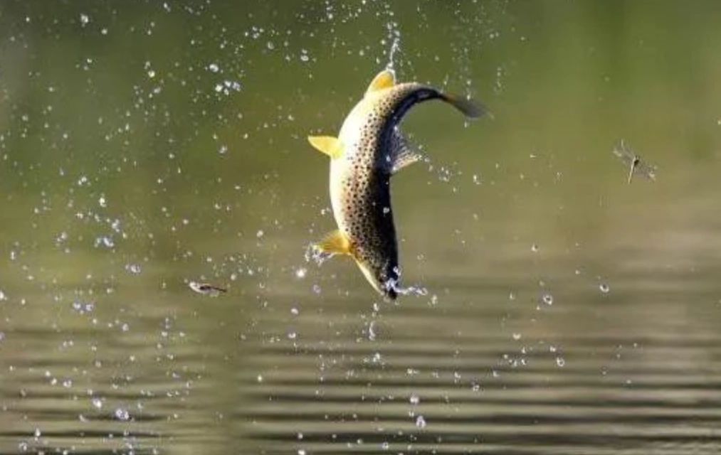 夢到魚跳上岸 夢到魚跳上岸