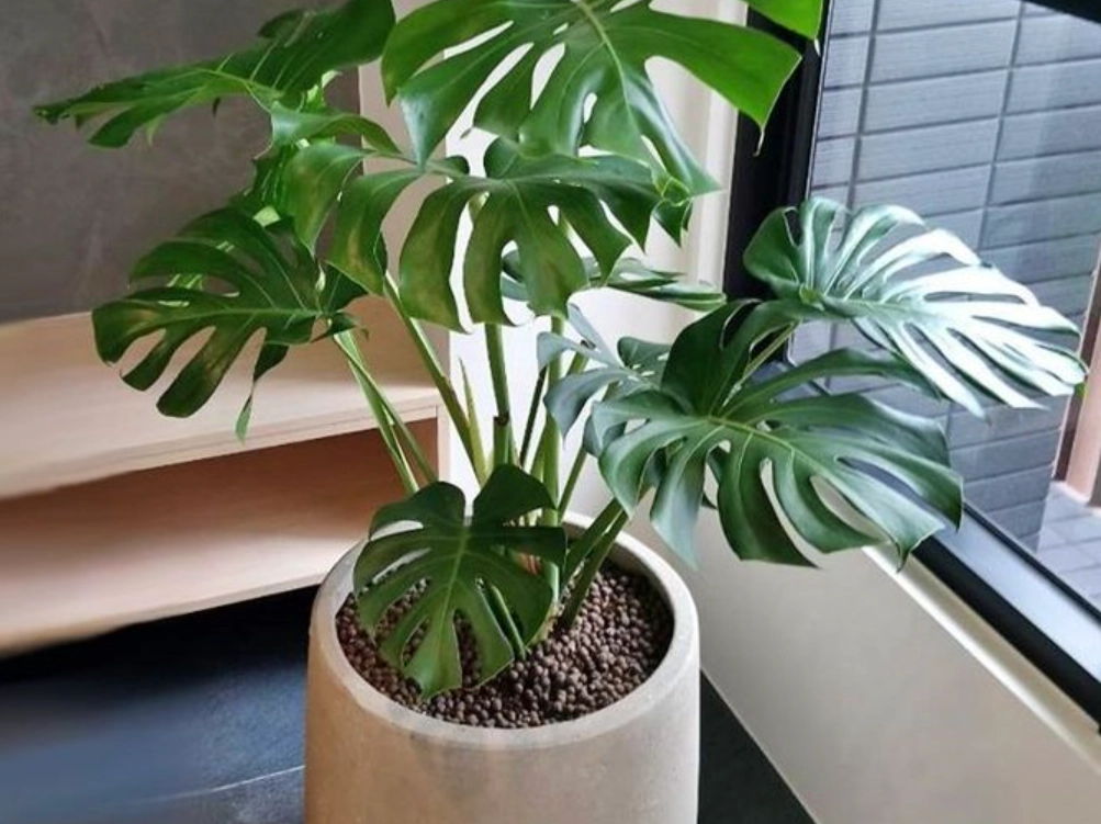 龜背芋 貓 有毒