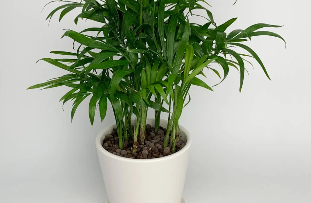 植物 澆水 頻率