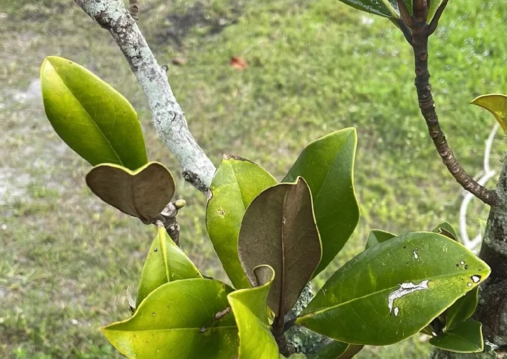 玉蘭花黃葉處理